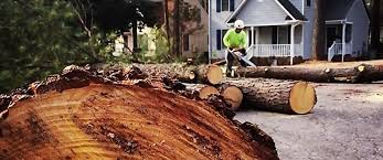 Best Tree Disease Treatment  in Beach Park, IL