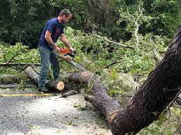 Best Root Management and Removal  in Beach Park, IL