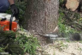 Best Tree Disease Treatment  in Beach Park, IL