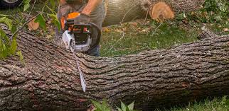 Best Tree Risk Assessment  in Beach Park, IL