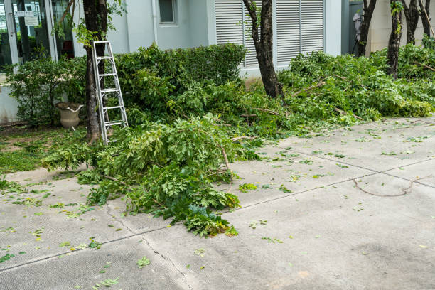 Best Fruit Tree Pruning  in Beach Park, IL