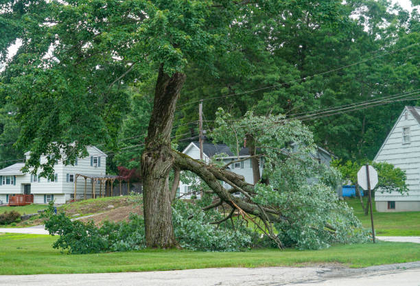 Best Emergency Tree Removal  in Beach Park, IL