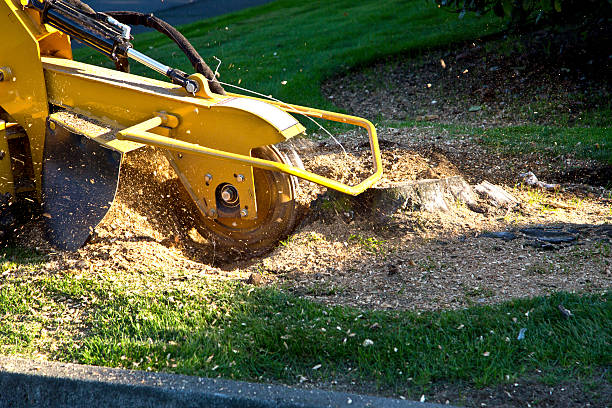 Best Aeration Services  in Beach Park, IL
