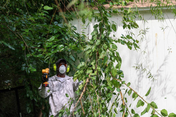 Best Weed Control  in Beach Park, IL