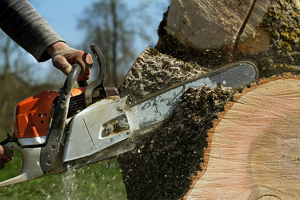 Best Tree Health Inspection  in Beach Park, IL