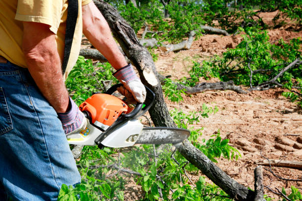 Best Tree and Shrub Care  in Beach Park, IL